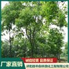 沭陽(yáng)無(wú)患子苗木出售 沭陽(yáng)烏桕種子廠家直供 沭陽(yáng)三角楓種植 沭陽(yáng)縣華森林綠化工程有限公司