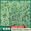 沭陽(yáng)狗牙根草籽多少錢一斤 進(jìn)口護(hù)坡王價(jià)格 沭陽(yáng)野花組合種子批發(fā)廠家 沭陽(yáng)縣華森林綠化工程有限公司