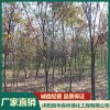 沭陽(yáng)紅櫸樹種子批發(fā)廠家 沭陽(yáng)紫云英供應(yīng)廠家 沭陽(yáng)紅葉石楠小苗長(zhǎng)期出售 沭陽(yáng)縣華森林綠化工程有限公司