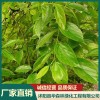 沭陽(yáng)出售樸樹樹苗 沭陽(yáng)娜塔櫟基地直售 沭陽(yáng)欒樹種子供應(yīng)商 沭陽(yáng)縣華森林綠化工程有限公司