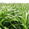 宿遷高產型牧草種子廠家直供 宿遷高粱種子供應商 宿遷草花種子現貨出售  宿遷萌鑫生態科技有限公司 