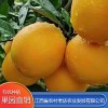 贛南臍橙產地直銷 農村老表有機臍橙批發價格 江西臍橙現貨直供 江西省農村老俵農業發展有限公司