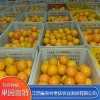江西贛南臍橙選哪家 江西楊梅產地直供 江西楊梅批發價格 江西省農村老俵農業發展有限公司