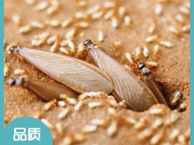宜興白蟻防治上門服務(wù)電話 無錫滅鼠公司哪家好 宜興消毒殺菌服務(wù)  宜興市潔康有害生物防治有限公司