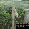 合肥防鳥網天網批發 安徽抗老化防蟲網定制廠家 巢湖市槐林鎮炳生防鳥網廠