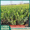 河南大葉黃楊苗木種植基地 新鄉海桐幼苗供應 新鄉市恒澤園林綠化有限公司