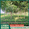 新鄉大葉女貞樹苗價格 河南國槐小苗那家好 新鄉市恒澤園林綠化有限公司