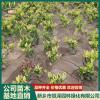 河南金森女貞小苗批發 新鄉小葉黃楊種植基地 新鄉市恒澤園林綠化有限公司
