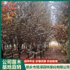 河南紅葉李多少錢一棵 新鄉五角楓幼苗供應 新鄉市恒澤園林綠化有限公司