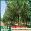 新鄉優良白蠟樹苗供應 河南紅葉石楠多少錢一棵 新鄉市恒澤園林綠化有限公司