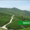 溧陽天目湖紅茶   溧陽天目湖白茶-江蘇松嶺頭生態茶業有限公司