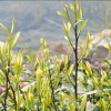 溧陽特級白茶  松嶺頭特級白茶  江蘇松嶺頭生態茶業有限公司
