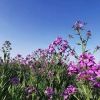 宿遷草花種子批發零售 宿遷草坪種子產地直銷 宿遷花草種子批發廠家 宿遷萌鑫生態科技有限公司