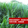 江蘇雜交狼尾草牧草種子 雜交狼尾草草坪種子
