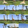 戶外不銹鋼動物造型雕塑  曲陽動物不銹鋼雕塑加工定做  戶外大型不銹鋼幾何雕塑