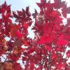 美國紅點紅楓葉片什么會變紅