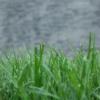 草坪病害問題怎么解決